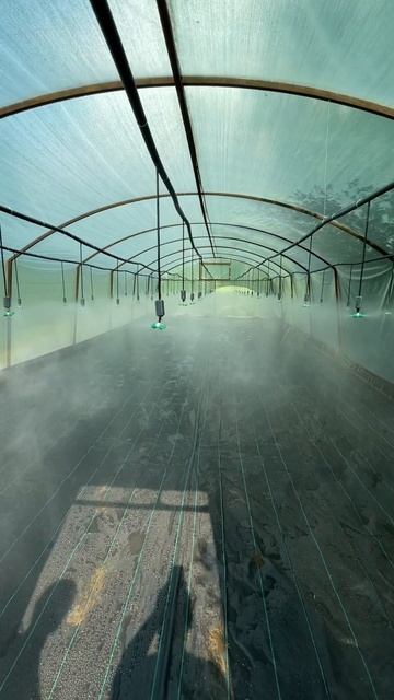 ✅inst: agro__max_#малина #клубника #ягода #agromaxx теплицы #минск смотреть онлайн