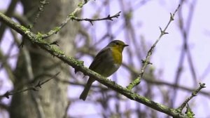 Звуки природы: красавица зарянка (малиновка)