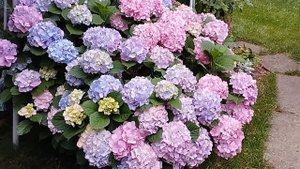 Моя любимая дача. Гортензии метельчатые. Лаванда. Горт