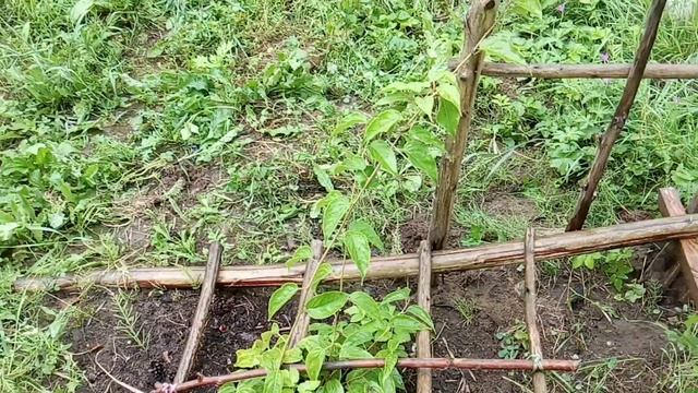 Актинидия Аргута Женева под Гатчиной смотреть онлайн