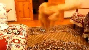 Прыгающий котэ )
