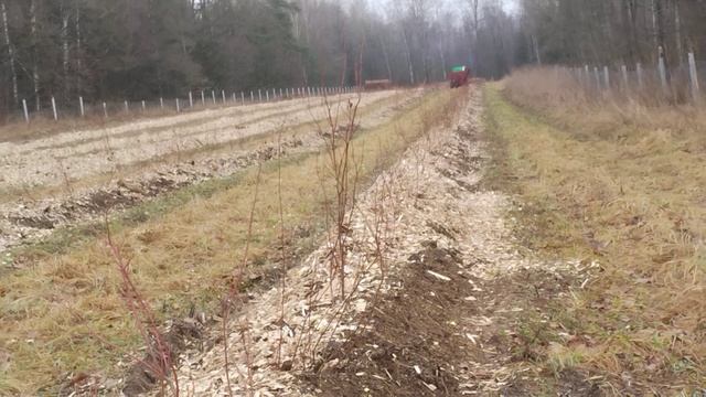 разбрасыватель мульчи для голубики. мульчер для голуб