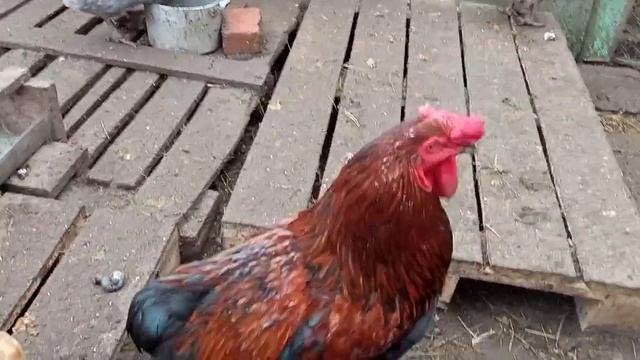 Уменьшила норму кормления кур для яйценоскости в зимн