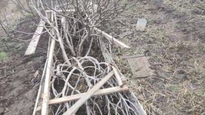 Укрытие 2-х годичных и взрослых кустов инжира на зиму.