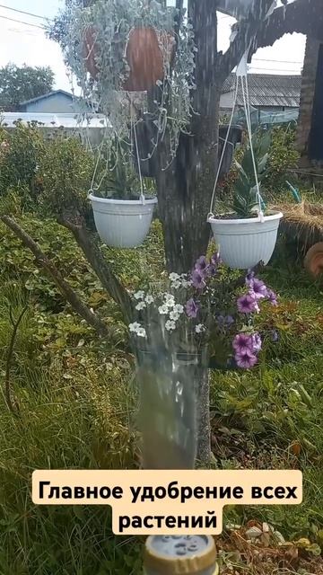 Главное удобрение всех растений. #пряныетравы #клубни?
