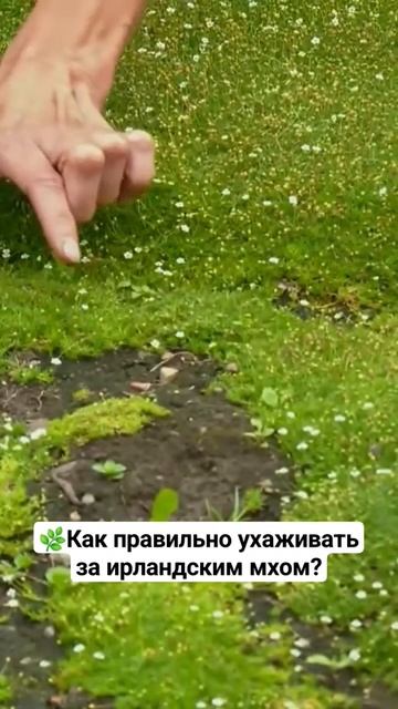 Почему желтеет мшанка? #дача #дачныесоветы #огород #мша