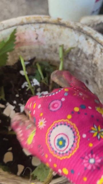 Удобрение для грядки #удобрение смотреть онлайн