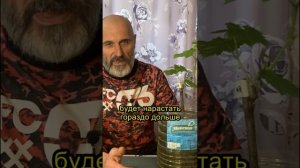 Как ускорить рост корней у саженцев: проверенный мето?