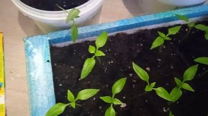 2.3.25г. Пикирую Перец Сладкий сорта ДАРТАНЬЯН для Тепли?