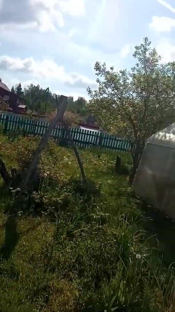 Выращивание на садовом участке  10 июня 2022 г.