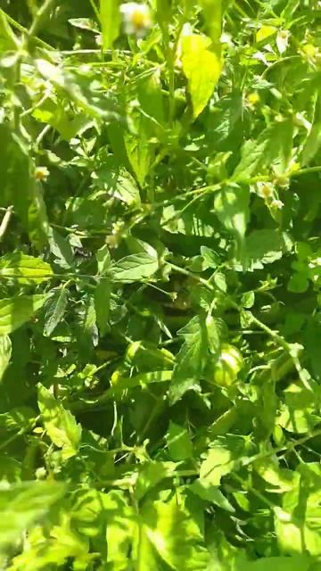 Томаты в открытом грунте