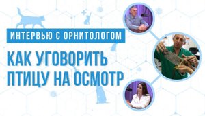 Интервью с орнитологом. Как уговорить птицу на осмотр.