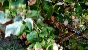 малина сорта энросадира, маравилла и амира, сравнение