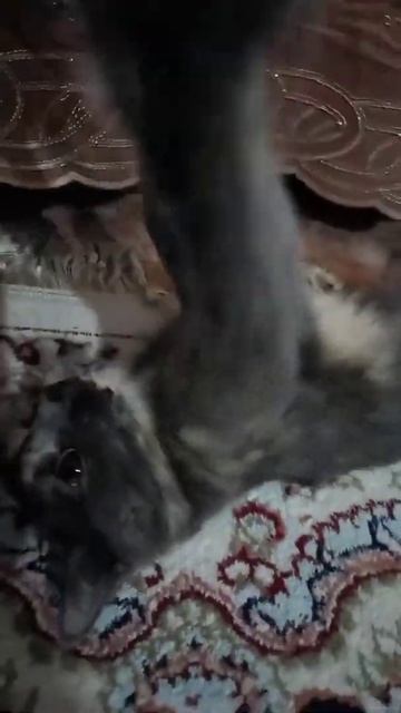 Смешные видео - КОШКИ Смешные коты приколы с котами кошки 2022 Funny Cats 2022 #коты #кошки #смешны