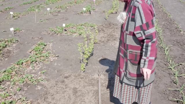 КЛУБНИКА ЧТО НУЖНО СДЕЛАТЬ ВЕСНОЙ, ЧЕМ ПОДКОРМИТЬ