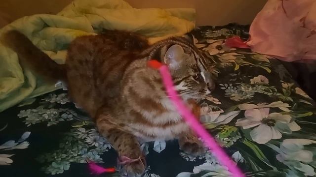 ДАЛЬНЕВОСТОЧНЫЙ КОТ ГОНЯЕТ В ГОН