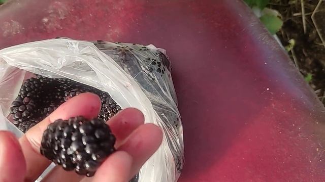 Ежевика в теплице 19.10.24 Великий Новгород смотреть онлайн