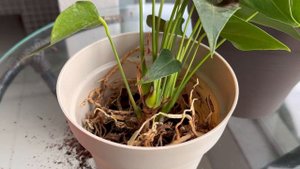 Антуриум, Мужское Счастье Размножение