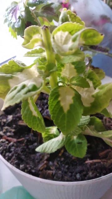 срезала черенок колеуса с клумбы и посадила в горшок д смотреть онлайн