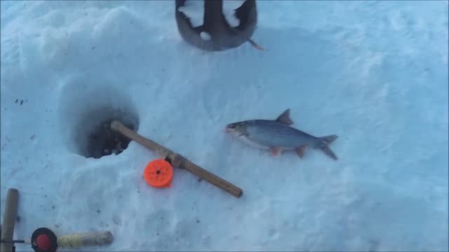 Перехитрил крупную плотву смотреть онлайн