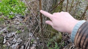 Прививка Груши на Дикую Грушу