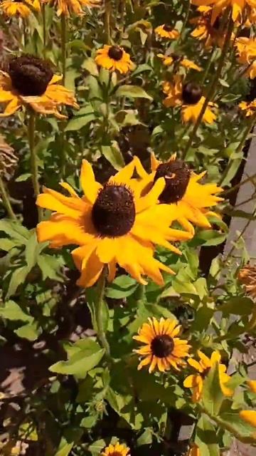 Это кто??? Это рудбекия!!! смотреть онлайн