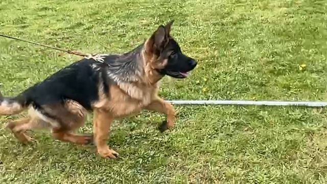 БЕБИ КОБЕЛИ / КЧК СМОЛЕНСК 1 мая`25 Е.Силаева Моно немецких овчарок