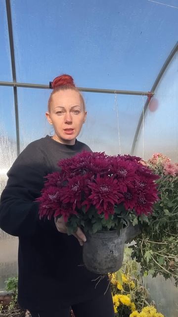 #сад #цветы #хризантемамультифлора #растения #хризанте смотреть онлайн