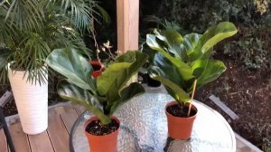 Фикус Лирата -Уход за молодыми саженцами