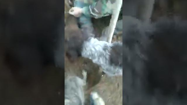 Охота на барсука с таксой и хаской смотреть онлайн