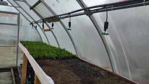 Черенкование туи своими руками. Теплица череночник.На