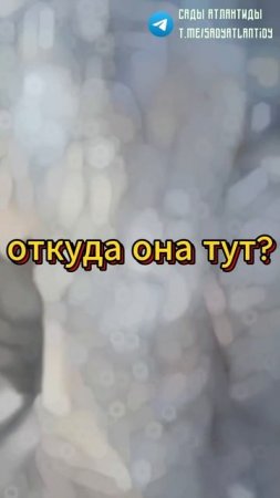 Шахтеры в СИБИРИ откопали в вечной мерзлоте статую Ангела | Альтернативная история