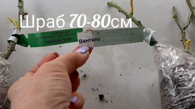 Обзор саженцев из питомника Фокина смотреть онлайн