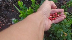 Брусника Коралл 2 августа 2024 г.