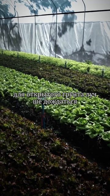 Секреты успешного выращивания рассады: учет климата и смотреть онлайн