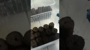 посадка эустома в пробки