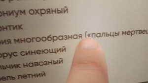 грибы