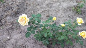 Цветение роз: Ред Интуишн, Кингс Прайд и Голден Тауэр. ?