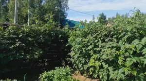 Бальзамины на даче. Обрезка малины в июле