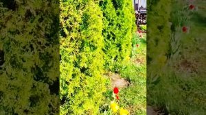 Поехали на дачу  - (на даче 06.05.2025).