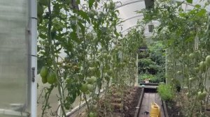 Мои работы в теплицах в середине августа. Убираю томаты Пиноккио