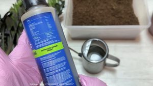 Разбудите ЗАМИОКУЛЬКАС, из 3 укорененных листиков в ог