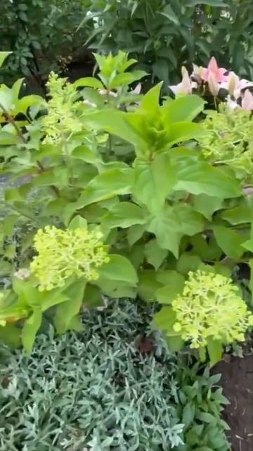 21.07.2024🌱 Гортензия Белый медведь скоро зацветет. #мояд? смотреть онлайн