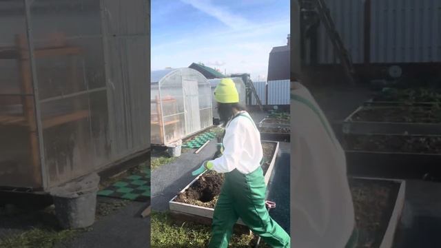 Как прикопать лаванду ОКС осенью смотреть онлайн