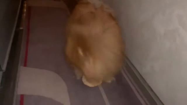 Играем с Бусей, разминаем косточки. смотреть онлайн