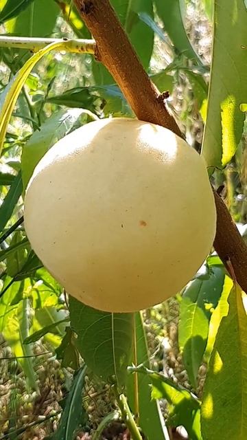 ПЕРСИК АЙС ПИЧ (ICE PEACH) смотреть онлайн