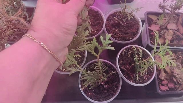 Саженцы с Вайлдберриз, клубника, голубика, хвойные, са?