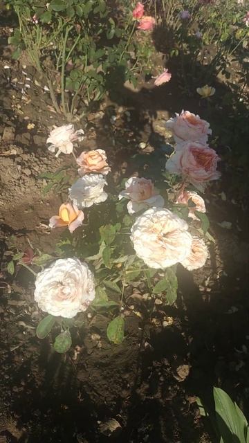 Чайно гибридная срезочная роза 🌹 премиум класса Вуву смотреть онлайн