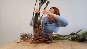 Пересадка ПЕРЕСУШЕННОГО замиокулькаса СУПЕР НОВА. См?