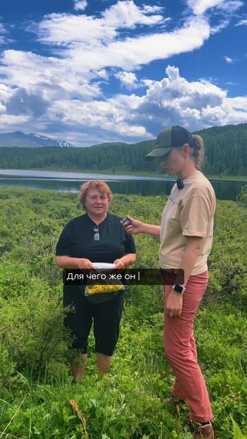 Целебная лапчатка кустарниковая #shorts #медицина #цветы смотреть онлайн